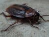 Cockroaches