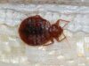Bed Bugs