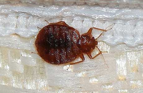 Bed Bugs