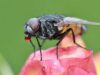 Flies