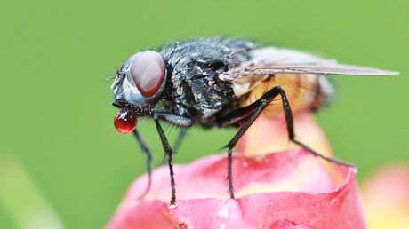 Flies