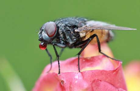 Flies